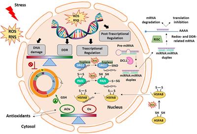 Redox Balance-DDR-miRNA Triangle: Relevance in Genome Stability and Stress Responses in Plants